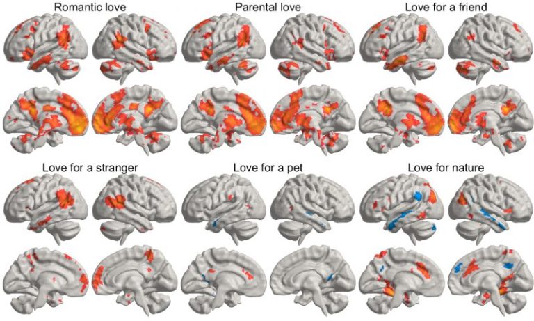 Finding love: Study reveals where love lives in the brain