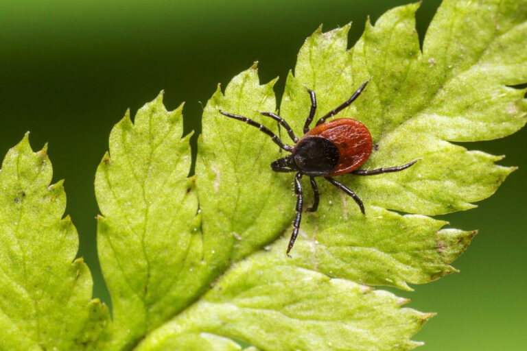 Ticks are surging and spreading across the U.S. – here’s how to protect yourself