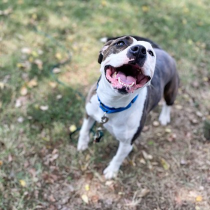 Pet of the Week – Maize