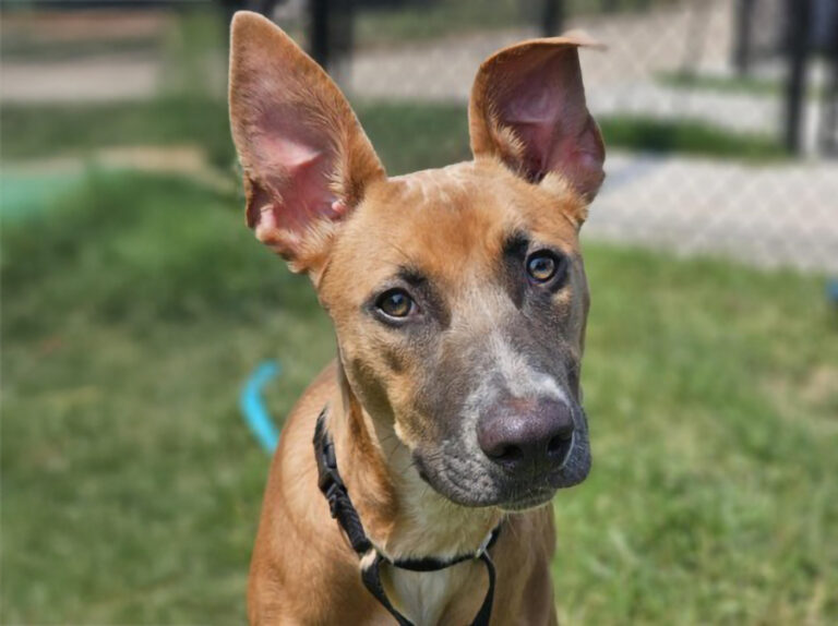 SPCA Pet of the Week – Jayda