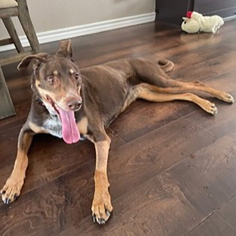 SPCA Pet of the Week – Alexa