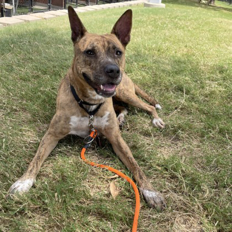 SPCA Pet of the Week – Tacoma