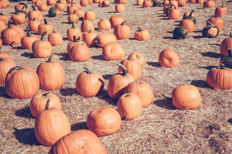 Fall Fun Awaits at the City of Mesquite’s 25th Annual PumpkinFest