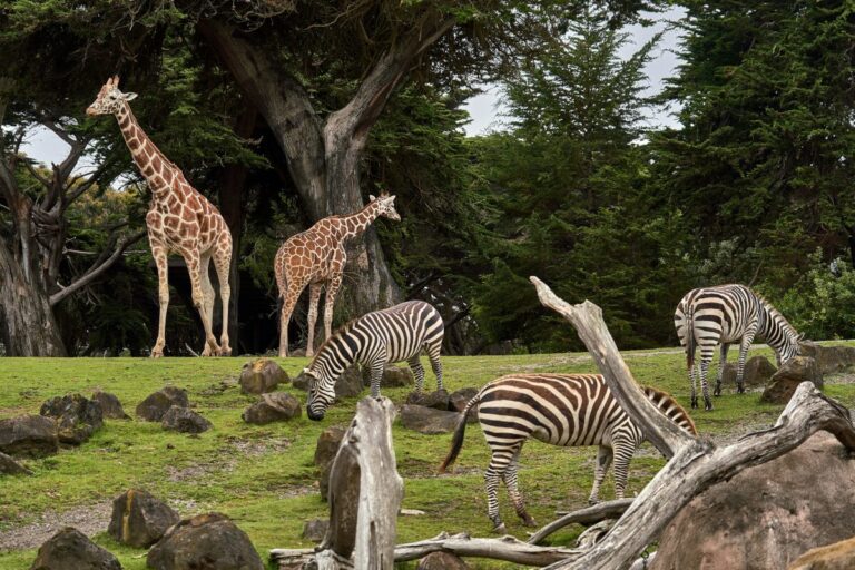 Dallas Zoo Lights Presented by Reliant Returns November 14 – Tickets Now on Sale