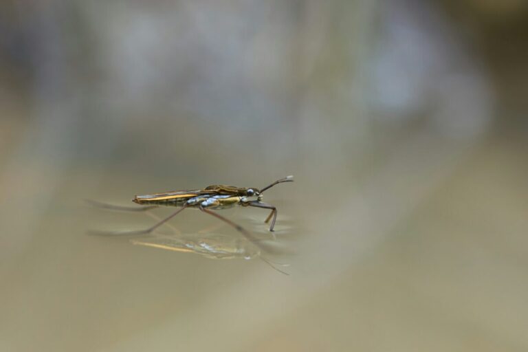 Richardson Plans Mosquito Spraying to Prevent West Nile Virus