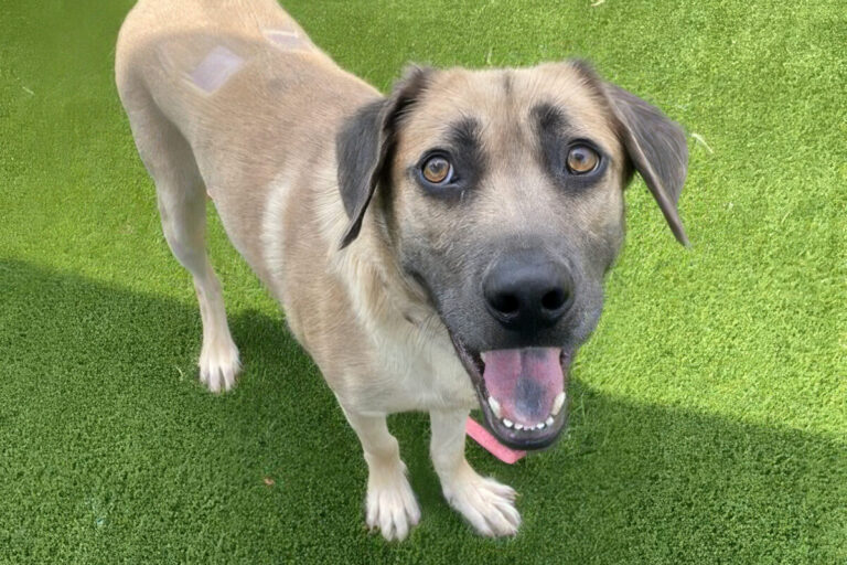 SPCA Pet of the Week – Clay