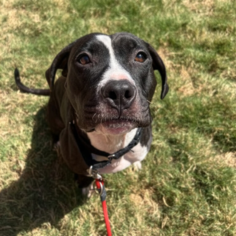 SPCA Pet of the Week – Primrose