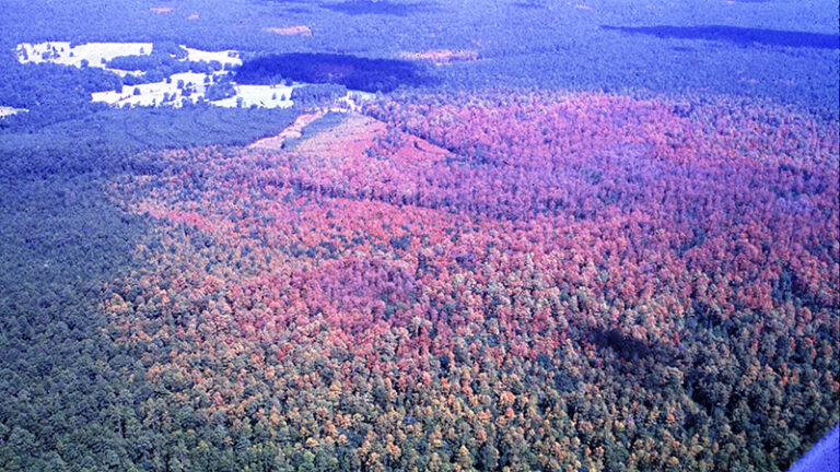 Cost-Share Program Helps Landowners Prevent Southern Pine Beetle Threats